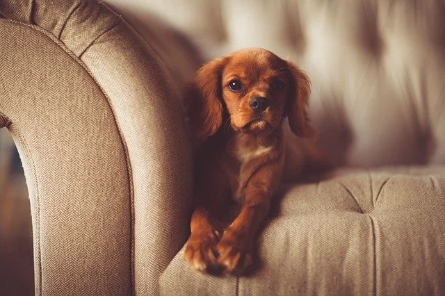 Brown dog sitting on a beige upholstered armchair.